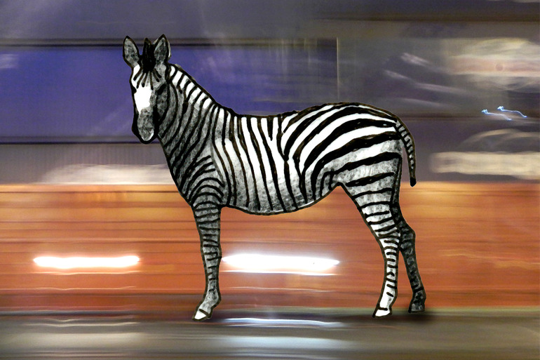 thought I was a zebra, Petra Hagedorn