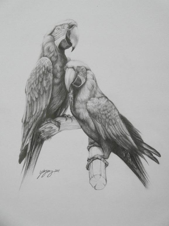 Macaws, YinYung Chu