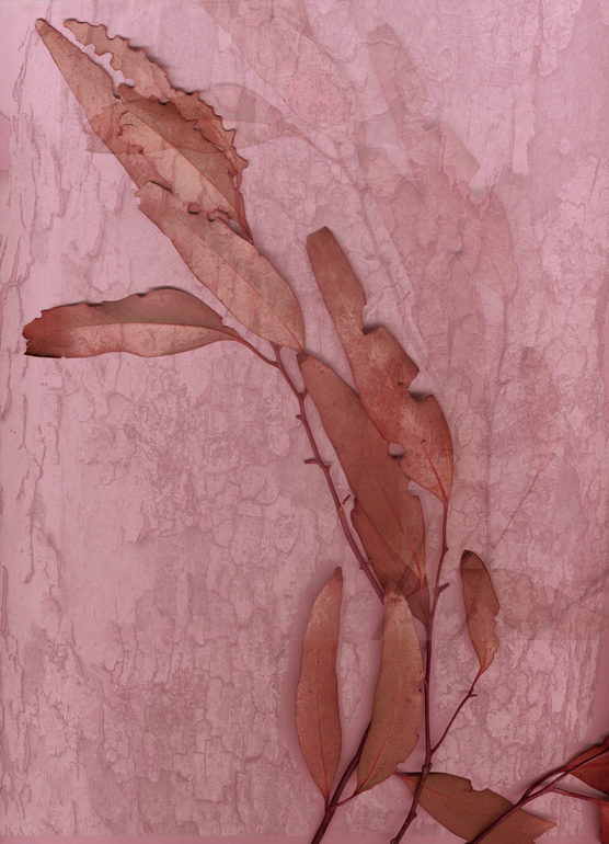 Over pink, Eileen shahbazian
