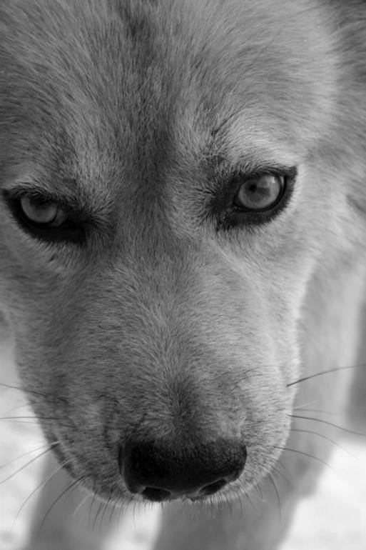 A Dog's look, Stephen Parke