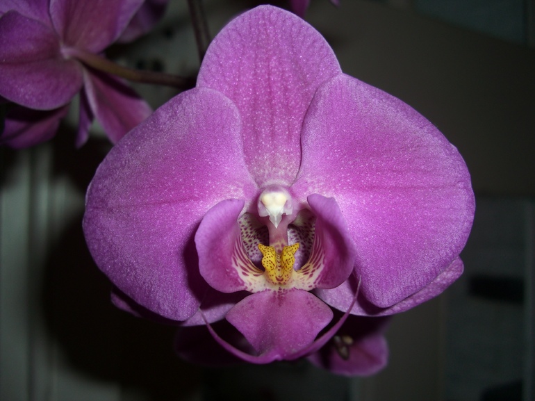 Leopard Head Yellow Purple Orchid, Kevin Bramhill
