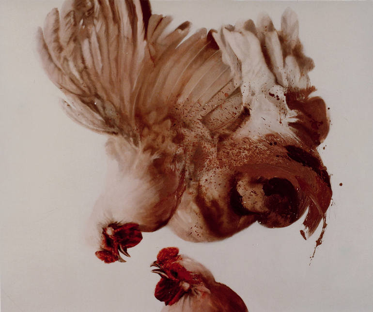 Roosters SOLD, Nicola Pucci