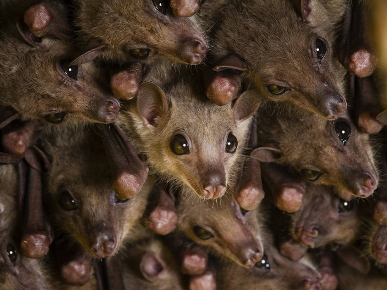 Egyptian fruit bats (Rousettus aegyptiacus), Andy Mackay