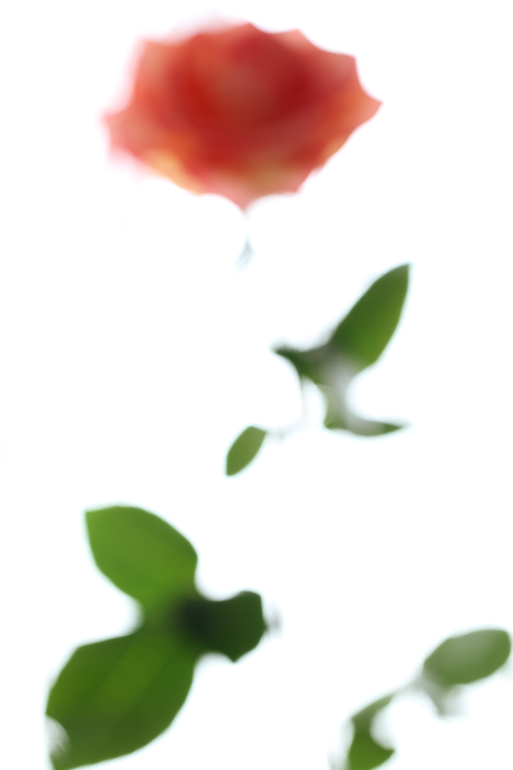 Rose, Gulfiya Mukhamatdinova
