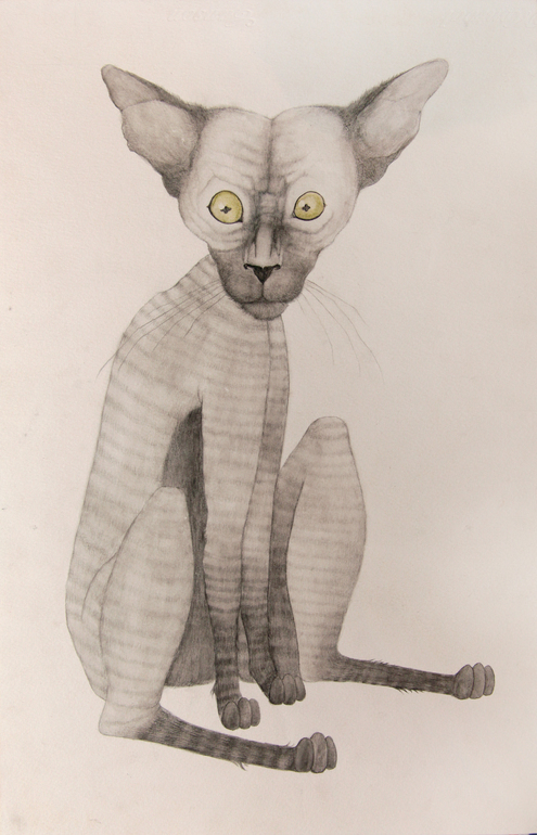 Cat, Isadora Reimão