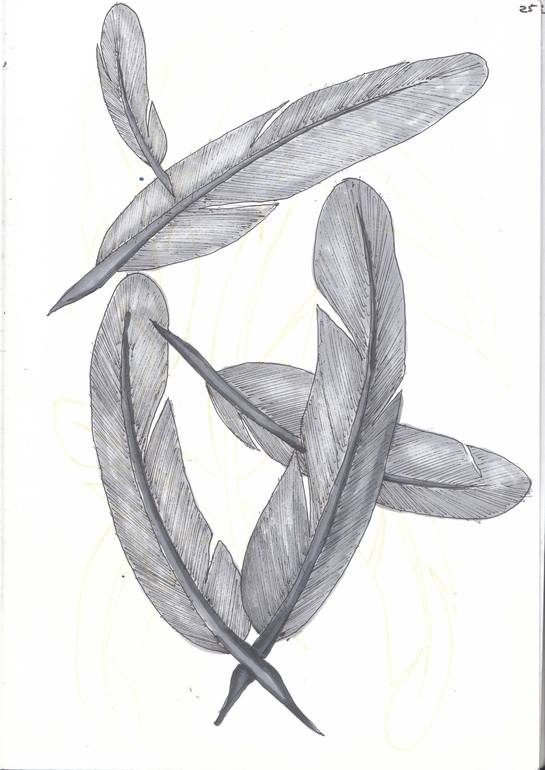 feathers sketch, Dominic Fonde