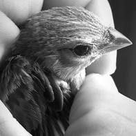 Carlos Xavier Duque Rangel