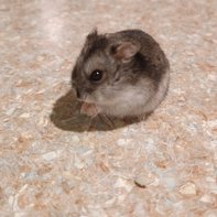 Владимир Сколышев