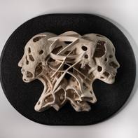 Catatrís Bajotierra