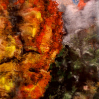 Ross Andrews