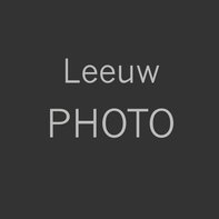 Leeuw Photo