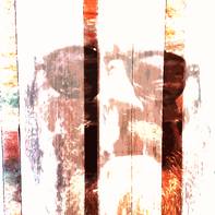 Harry Barker
