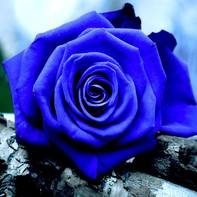 Gq Blue Rose