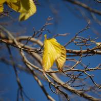 Fabien Alberto Leblanc