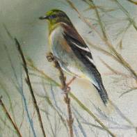 Sheri Waldrop