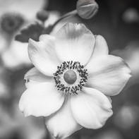 Euphoros Photography